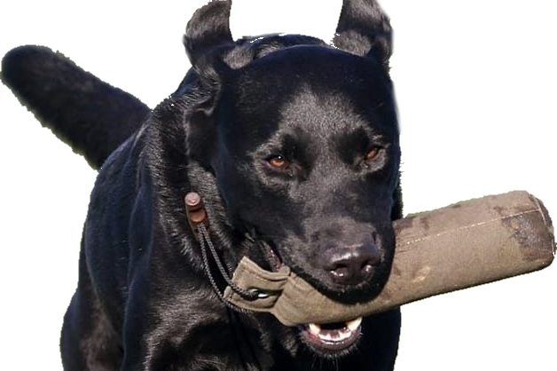 Hundeschule Saarwellingen