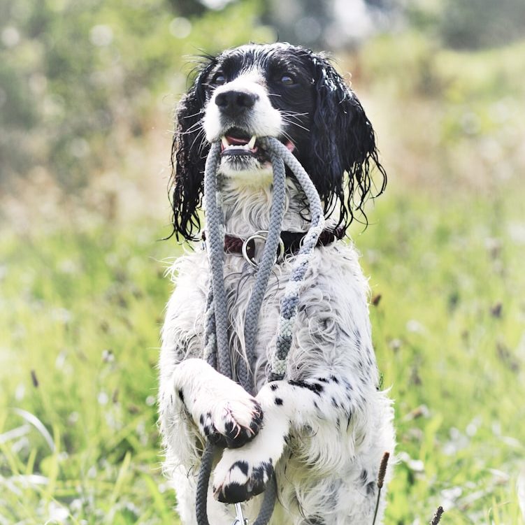 Erste Hilfe Hunde